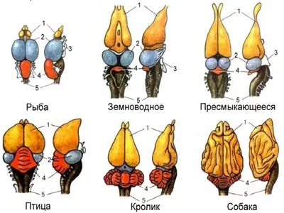 Мозг Рыбы Рисунок (57 Фото)