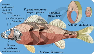 Размер мозга рыбы зависит от места ее обитания