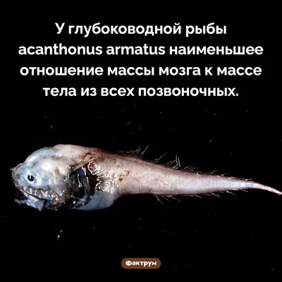 Мозг acanthonus armatus