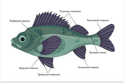 Глава 6. Позвоночные: рыбы, амфибии, птицы, млекопитающие