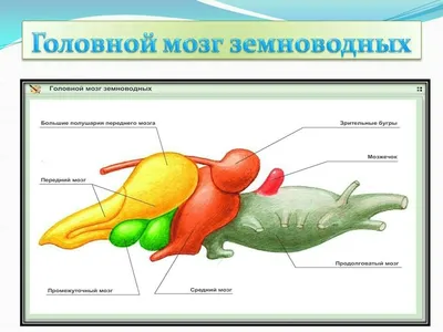 Рыба-луна: Счастье быть глупой / рыба-луна :: Рыба-голова :: Рыба-солнце ::  Mola mola :: Обыкновенная рыба-луна :: Реактор познавательный :: Книга  животных :: длиннопост - JoyReactor