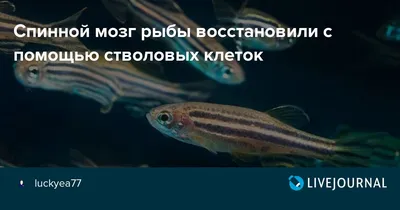 Спинной мозг рыбы восстановили с помощью стволовых клеток