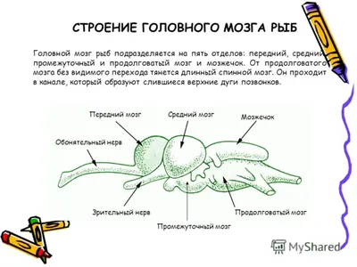 Мнение диетологов: какая рыба самая полезная для организма человека - 20  сентября 2022 - chita.ru