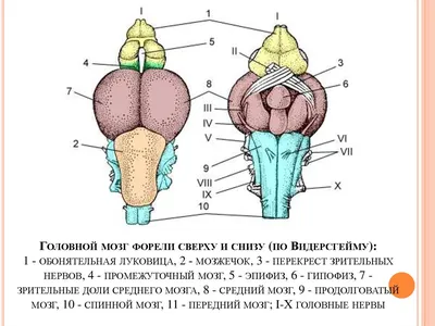 Рисунок мозг рыбы - 69 фото