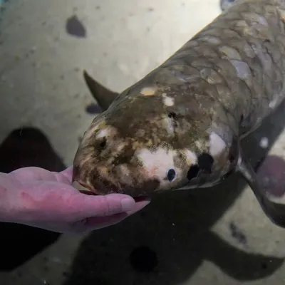 Посмотрите, как выглядят рыбы-улитки на рекордной глубине более 8 км | РБК  Life