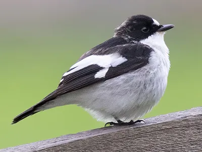 Мухоловка-пеструшка - eBird