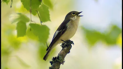 Мухоловка-пеструшка (Ficedula hypoleuca) - Pied flycatcher | Film Studio  Aves - YouTube