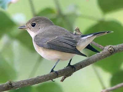 Малая мухоловка - eBird