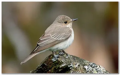 Птицы НСО | Серая мухоловка – Muscicapa striata