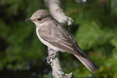 Серая мухоловка - eBird