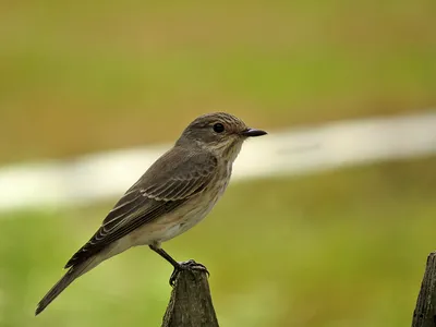 Серая мухоловка — Muscicapa striata Pall / Перелетная птица, есть некоторые  районы, где птицы живут оседло Эта птица популярна в странах Европы, так  как практически в каждой стране в том или ином