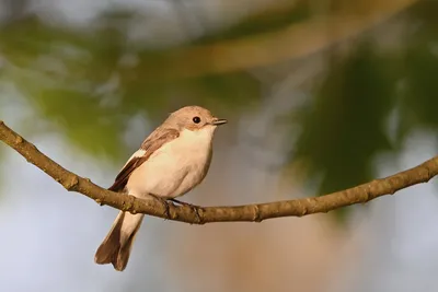 Серая мухоловка (Muscicapa striata). Птицы Беларуси.