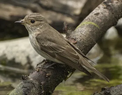 Птица (Красно-throated мухоловка) на дереве Стоковое Изображение -  изображение насчитывающей оплачивать, фауна: 90073695