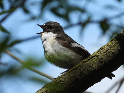 Малая мухоловка - eBird