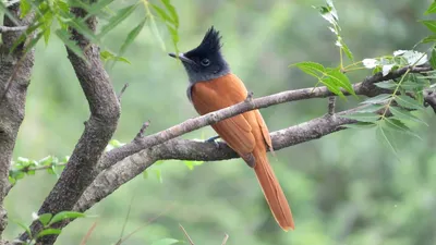 Мухоловка-пеструшка (Ficedula hypoleuca)