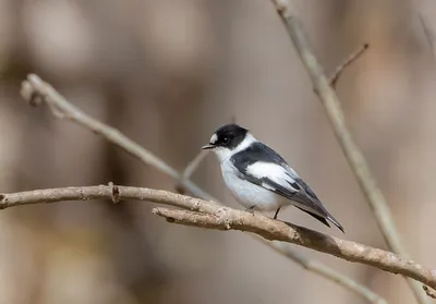 Обыкновенная райская мухоловка (Фауна Казахстана) · iNaturalist