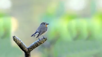 Птица (Красно-throated мухоловка) на дереве Стоковое Изображение -  изображение насчитывающей таиланд, парк: 90073703