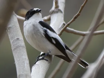 Мухоловка пеструшка Ficedula hypoleuca Pied Flycatcher