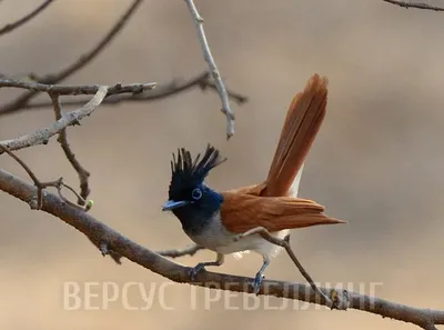 Серая мухоловка (Muscicapa striata). Птицы Европейской России.