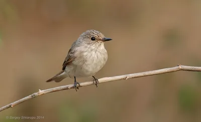 Фотогалерея - Птицы (Aves) - Серая мухоловка (Muscicapa striata) - Природа  Республики Мордовия