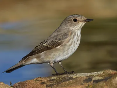 Серая мухоловка - eBird