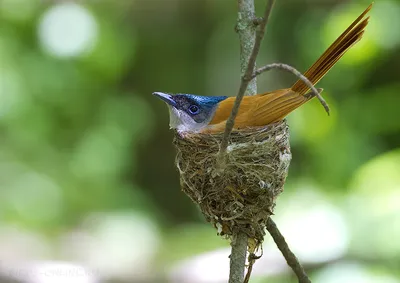 Мухоловка-пеструшка - eBird