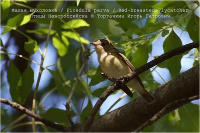 Любители птиц - Золотобрюхая зарянковая #мухоловка / Eastern Yellow #Robin  (лат. Eopsaltria australis) гоняет птицу вида Чёрно-белая #веерохвостка /  Willie #Wagtail (лат. Rhipidura leucophrys), потому что птиц много, а та  самая веточка