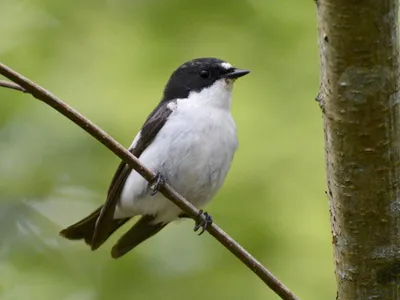 Мухоловка-пеструшка - eBird