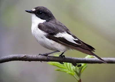 Ferruginous Мухоловка Прекрасная Коричневая Птица С Серой Головой И  Большими Глазами Сидящих На Деревянном Месте В Природе Садово — стоковые  фотографии и другие картинки Вьюрок - iStock