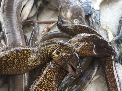 Ловля Мурены: приманки и способы ловли рыбы на донные удочки