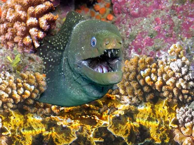 Рыба змея в черном море - 71 фото