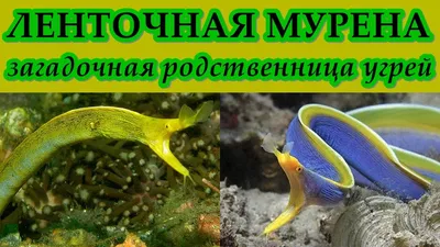 Мурена Рыба Подводная Сцена Морская Жизнь — стоковые фотографии и другие  картинки Scuba Diver Point of View - Scuba Diver Point of View,  Адриатическое море, Без людей - iStock