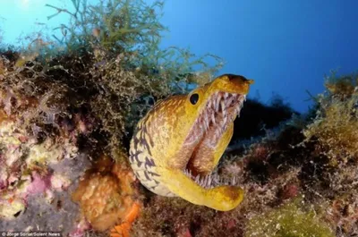 Аквариумная рыба мурена леопардовая. Stock Photo | Adobe Stock