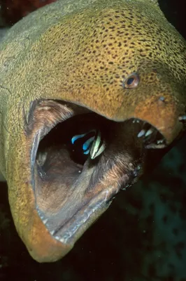 Гигантская мурена стоковое изображение. изображение насчитывающей рыбы -  31565029