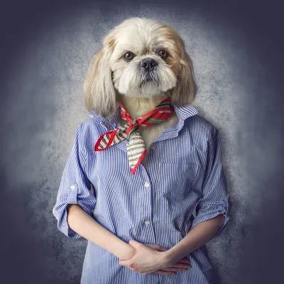 Фото собак для аватарки: выбирайте изображение с характером