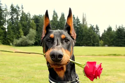 Фото собак для аватарки: оригинальные и эстетически привлекательные изображения