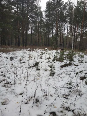 Подбери себе обои с собаками - фото в хорошем качестве