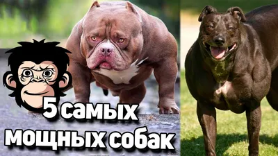 Фотографии с накаченными собаками: скачать в png бесплатно