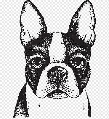 Великолепные нарисованные собаки: загрузка jpg, png, webp