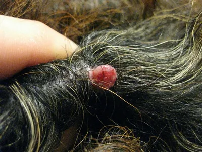 Уникальные изображения наростов на коже у собак