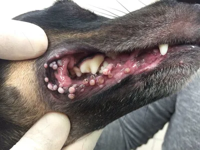 Снимки наростов на коже у собак в формате png