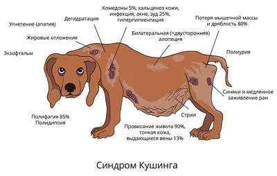 Фото наростов на коже у собак - выбирайте подходящий размер
