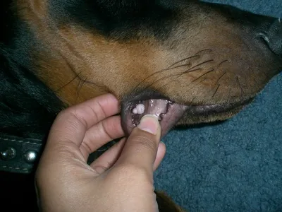 Фотографии наростов на коже у собак для использования в качестве обоев