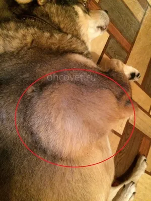 Фото наростов на коже у собак - эксклюзивные снимки