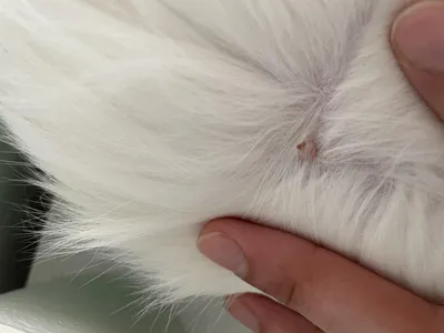 Удивительные изображения наростов на коже у собак