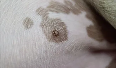 Удивительные картинки наростов на коже у собак