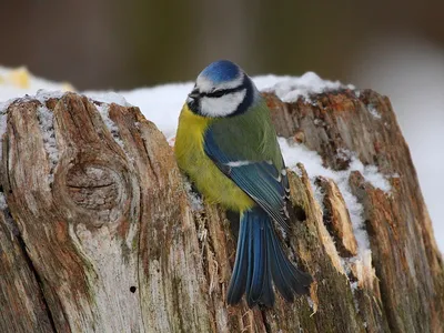 Плакаты (английский). Domestic Birds (Домашние птицы) (44 х 59 см)