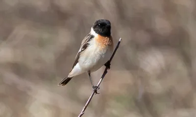 Удивительные виды птиц, о которых вы даже не слышали. ФОТО