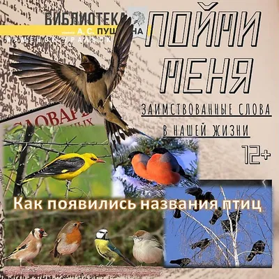 Птицы Кировской области: какие виды обитают в нашем регионе - KP.RU