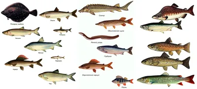 Рыбы — Энциклопедия Руниверсалис